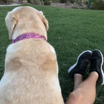 Relaxing at the Dog Park