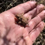 Baby Horned Lizard