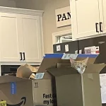 Peekaboo Kitty