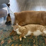 Comforting a Buddy